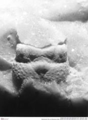 Historisches Foto von Brachyura indet. (NHMW-AFW-GEO-BACHMAYER-FOTO-1990-0041-2638)